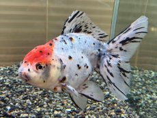 画像3: ハイブリッド東錦 XL（大和郡山産）±16cm (3)