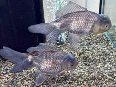 画像4: 青文魚 3才 XL（弥富産）±16cm (4)