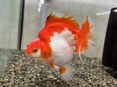 画像3: 琉金ショートテール XXL（中国産）±14cm (3)