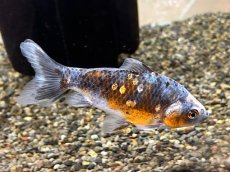 画像4: 銀鱗三色三尾和金 XL（東川養魚場産）±14cm (4)