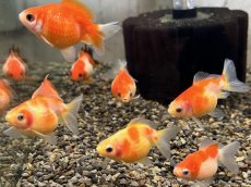 画像3: 国産ピンポンパール（山口県産）±4cm (3)