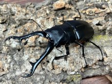 画像1: 【♂単品】ギラファノコギリクワガタ（亜種ケイスケ）フローレス産 （累代CB♂102mm 2025/11 ) (1)