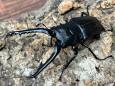 画像1: 【♂単品】ギラファノコギリクワガタ（亜種ケイスケ）フローレス産 （累代CB♂91mm 2025/10 ) (1)