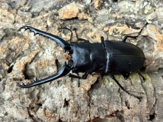 画像2: 【♂単品】ギラファノコギリクワガタ（亜種ケイスケ）フローレス産 （累代CB♂91mm 2025/10 ) (2)