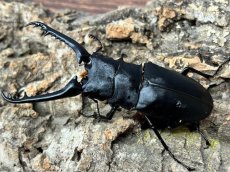 画像3: 【♂単品】ギラファノコギリクワガタ（亜種ケイスケ）フローレス産 （累代CB♂91mm 2025/10 ) (3)