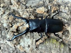 画像2: 【♂単品】ギラファノコギリクワガタ（亜種ケイスケ）フローレス産 （累代CB♂102mm 2025/11 ) (2)