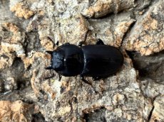 画像2: コクワガタ　奈良県産 Freeサイズ ペア（累代WD♂30〜42mm ♀Free mm） (2)