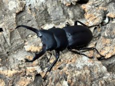 画像1: コクワガタ　奈良県産 Freeサイズ ペア（累代WD♂30〜42mm ♀Free mm） (1)