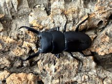 画像3: コクワガタ　奈良県産 Freeサイズ ペア（累代WD♂30〜42mm ♀Free mm） (3)