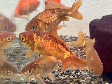 画像1: ドラゴンスケール和金  ※三尾/四尾（長洲産）±8cm (1)