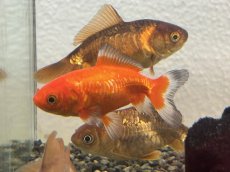 画像2: ドラゴンスケール和金  ※三尾/四尾（長洲産）±8cm (2)