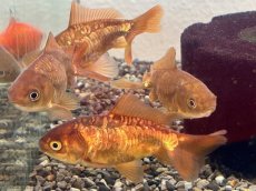 画像3: ドラゴンスケール和金  ※三尾/四尾（長洲産）±8cm (3)