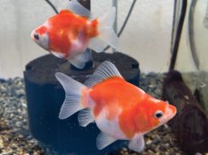 画像3: 福ダルマ（東川養魚場産）±8cm (3)