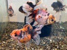 画像1: 変わり東錦（服部氏）±9cm (1)