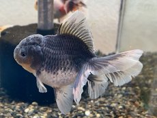 画像4: 変わり東錦（服部氏）±9cm (4)