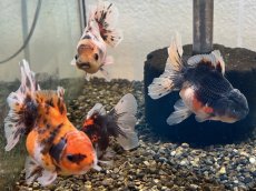 画像2: 変わり東錦（服部氏）±9cm (2)