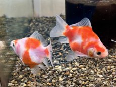 画像2: 福ダルマ（東川養魚場産）±8cm (2)