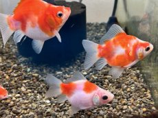 画像1: 福ダルマ（東川養魚場産）±8cm (1)