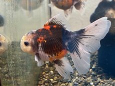 画像3: 変わり東錦（服部氏）±9cm (3)