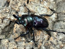 画像3: 【紫紺血統】ニジイロクワガタ　クイーンズランド産 ペア（累代CB♂35mm 2025/12羽化　♀Free mm 2026/3羽化） (3)