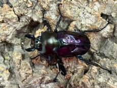 画像1: 【紫紺血統】ニジイロクワガタ　クイーンズランド産 ペア（累代CB♂35mm 2025/12羽化　♀Free mm 2026/3羽化） (1)