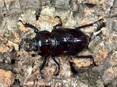画像2: 【紫紺血統】ニジイロクワガタ　クイーンズランド産 ペア（累代CB♂35mm 2025/12羽化　♀Free mm 2026/3羽化） (2)