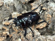 画像4: 【紫紺血統】ニジイロクワガタ　クイーンズランド産 ペア（累代CB♂35mm 2025/12羽化　♀Free mm 2026/3羽化） (4)