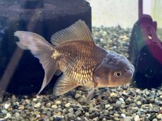 画像1: ローズテールオランダ ※キャリコ/黒（大和郡山産）±9cm (1)