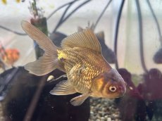 画像3: ローズテールオランダ ※キャリコ/黒（大和郡山産）±9cm (3)