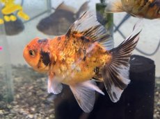 画像2: ローズテールオランダ ※キャリコ/黒（大和郡山産）±9cm (2)