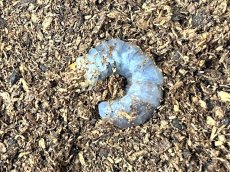 画像1: ギラファノコギリクワガタ 幼虫（亜種ケイスケ）フローレス島産 （累代CB 2026/2月割出し） (1)