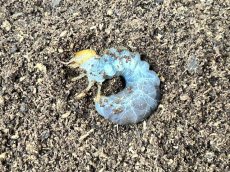 画像1:  インターメディアツヤクワガタ 幼虫　パラワン島 産（累代WF1 2026/2月割出し） (1)