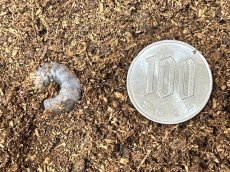 画像2: ギラファノコギリクワガタ 幼虫（亜種ケイスケ）フローレス島産 （累代CB 2026/2月割出し） (2)