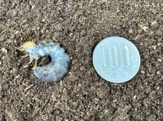 画像2:  インターメディアツヤクワガタ 幼虫　パラワン島 産（累代WF1 2026/2月割出し） (2)