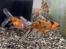 画像4: ブリストル朱文金（中国産）±7cm (4)