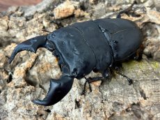 画像6: 【極太血統 ♂単品】スマトラオオヒラタ　アチェ産 ※右中脚フセツ取れ（累代CB♂91mm  顎幅 内歯13mm  2025/10羽化) (6)