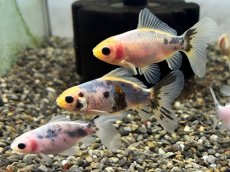 画像1: 寿恵廣錦 (スエヒロニシキ）当才 （埼玉県産）±6cm (1)