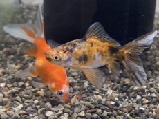 画像1: ブリストル朱文金（中国産）±7cm (1)