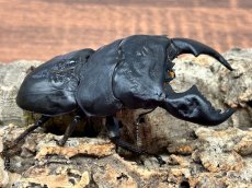 画像4: 【極太血統 ♂単品】スマトラオオヒラタ　アチェ産 ※右中脚フセツ取れ（累代CB♂91mm  顎幅 内歯13mm  2025/10羽化) (4)