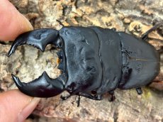 画像2: 【極太血統 ♂単品】スマトラオオヒラタ　アチェ産 ※右中脚フセツ取れ（累代CB♂91mm  顎幅 内歯13mm  2025/10羽化) (2)