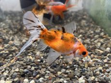 画像3: ブリストル朱文金（中国産）±7cm (3)