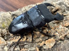 画像5: 【極太血統 ♂単品】スマトラオオヒラタ　アチェ産 ※右中脚フセツ取れ（累代CB♂91mm  顎幅 内歯13mm  2025/10羽化) (5)