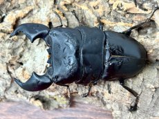 画像1: 【極太血統 ♂単品】スマトラオオヒラタ　アチェ産 ※右中脚フセツ取れ（累代CB♂91mm  顎幅 内歯13mm  2025/10羽化) (1)