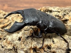 画像3: 【極太血統 ♂単品】スマトラオオヒラタ　アチェ産 ※右中脚フセツ取れ（累代CB♂91mm  顎幅 内歯13mm  2025/10羽化) (3)