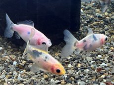 画像2: 寿恵廣錦 (スエヒロニシキ）当才 （埼玉県産）±6cm (2)