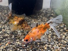 画像2: ブリストル朱文金（中国産）±7cm (2)