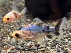 画像3: 寿恵廣錦 (スエヒロニシキ）当才 （埼玉県産）±6cm (3)