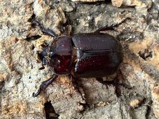 画像3: バラタスサスマタサイカブト エチオピア 産 ペア（累代CB ♂Free mm 2026/3 ♀Free mm 2026/3） (3)