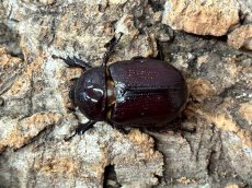 画像4: バラタスサスマタサイカブト エチオピア 産 ペア（累代CB ♂Free mm 2026/3 ♀Free mm 2026/3） (4)