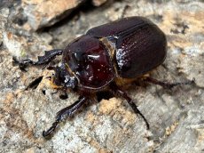 画像1: バラタスサスマタサイカブト エチオピア 産 ペア（累代CB ♂Free mm 2026/3 ♀Free mm 2026/3） (1)